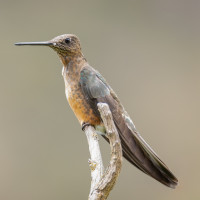 Giant Hummingbird